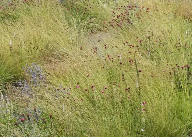 Naturalistic Meadow Garden in Sugar Grove, IL