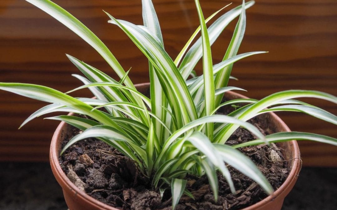 Indoor Plants for your home