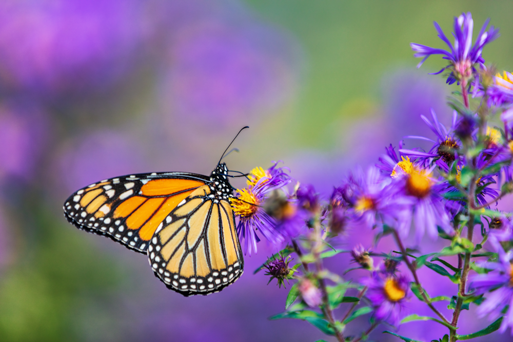 How to attract butterflies to your garden